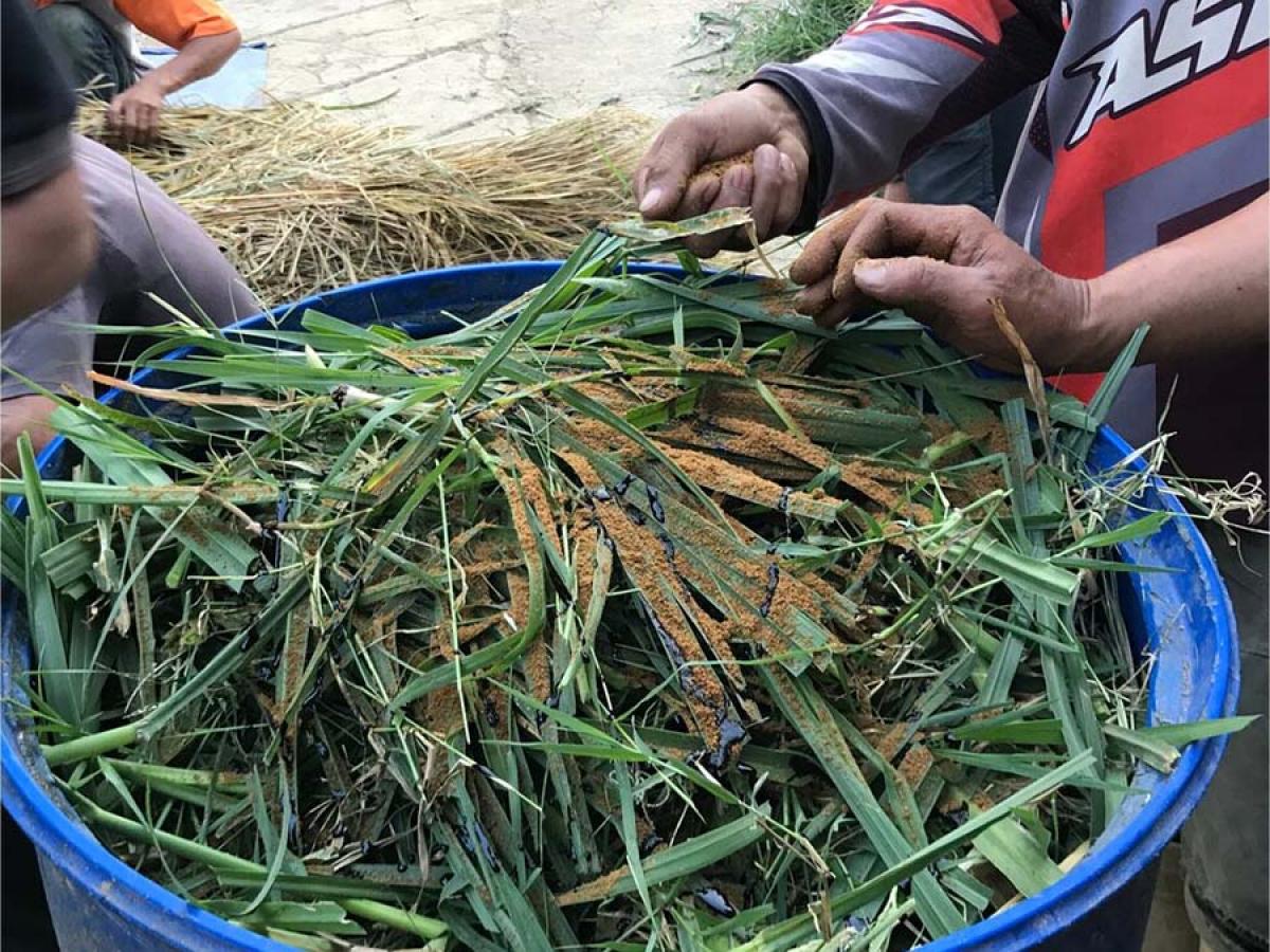 Making silage