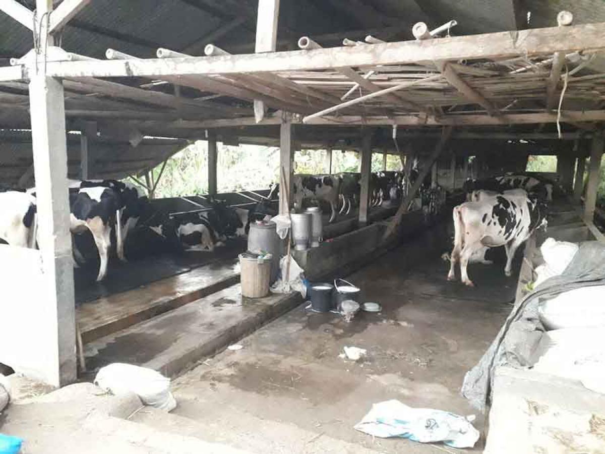 Pak Ma’mur and Ibu Eneng’s cattle shed