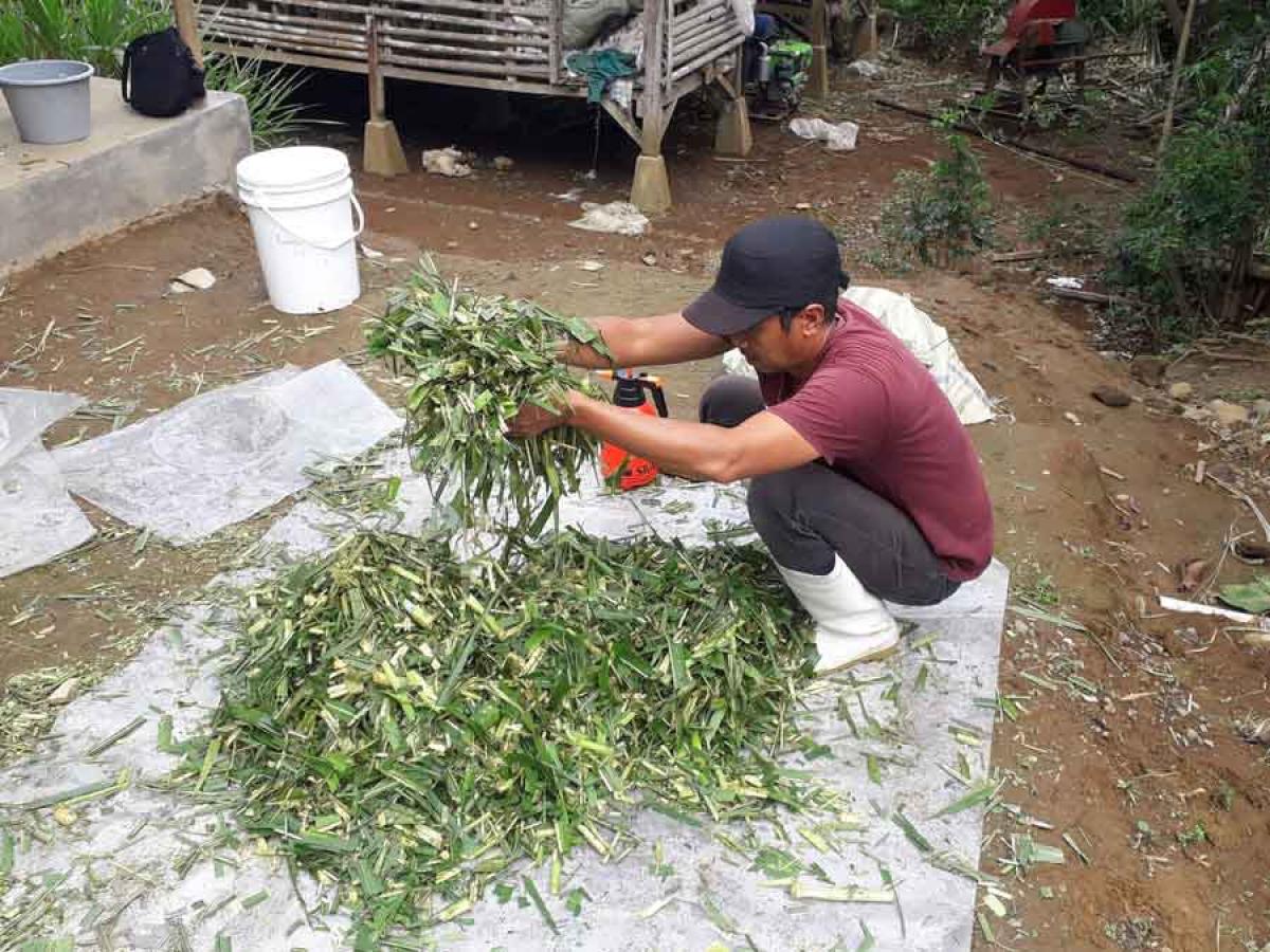 Pak Ma'mur making elephant grass silage