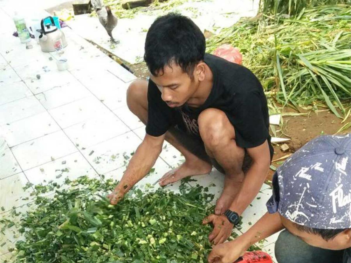 Pak Nardi (support farmer) helps Pak Yunus to make odot silage.