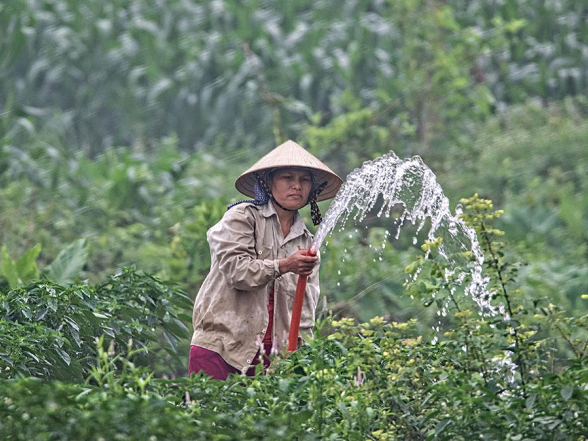Farmer vietnam