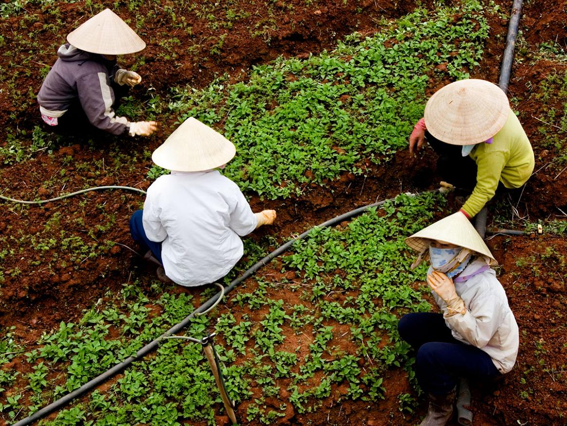 Agribusiness masterclass - Vietnam