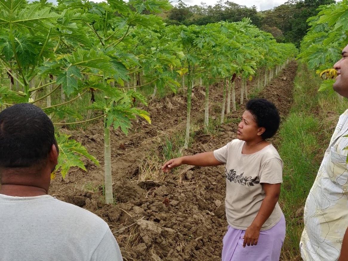 Visit to papaya farm