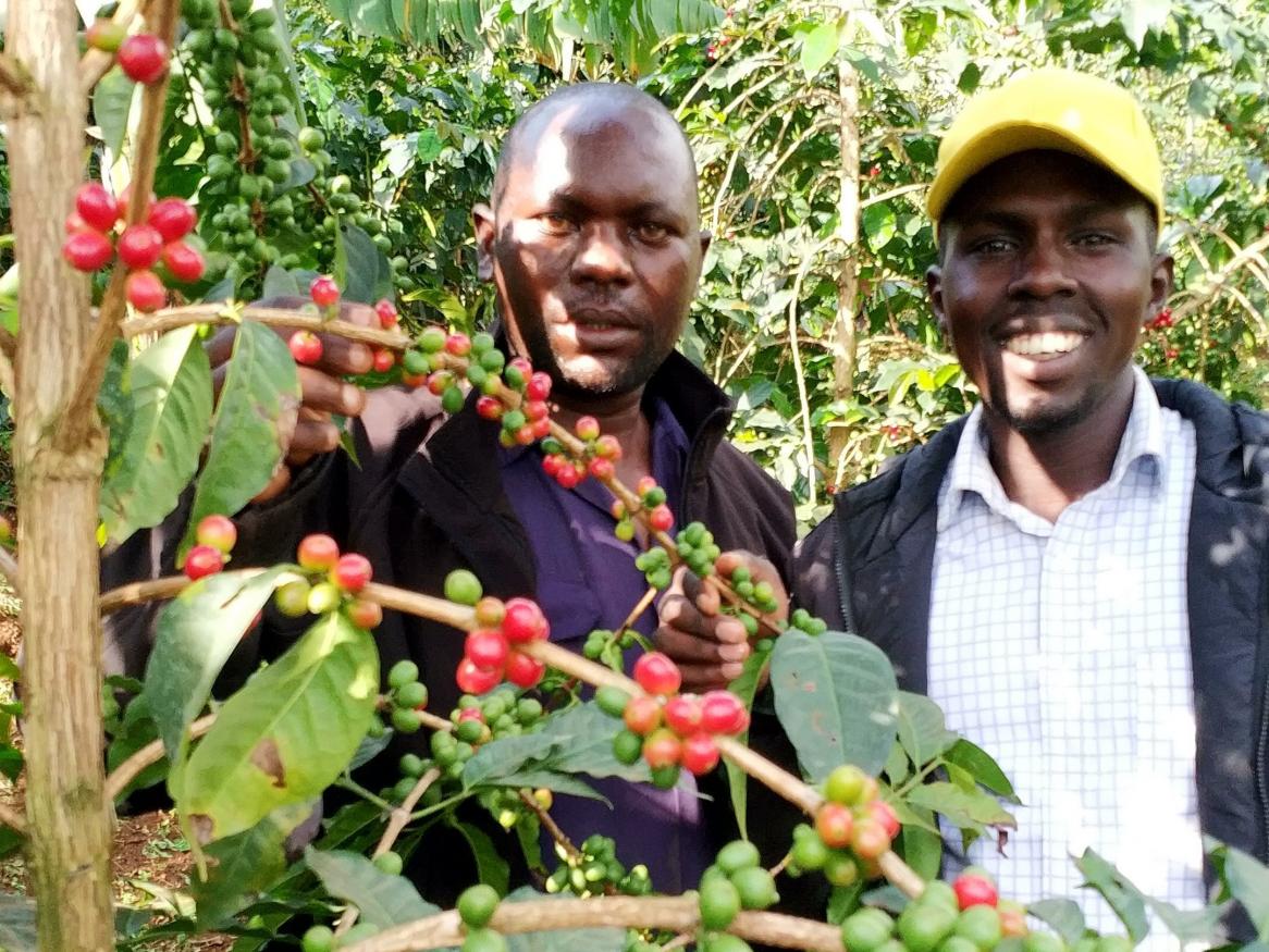 Project enumerator, Julius Njoke, with coffee farmer, Sam, in his garden while looking at shade trees spacing, ground cover and soil conservation measures.