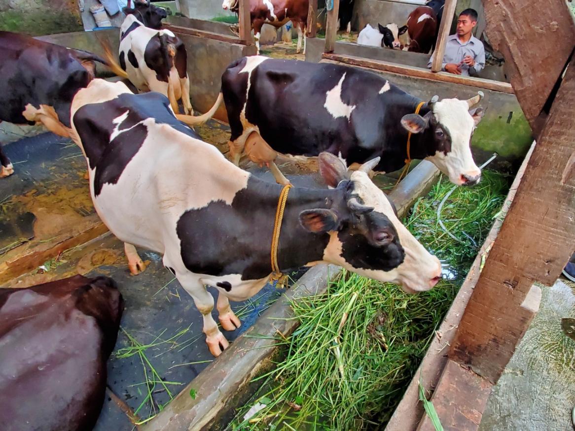 Improving milk supply, competitiveness and livelihoods in smallholder dairy chains in Indonesia