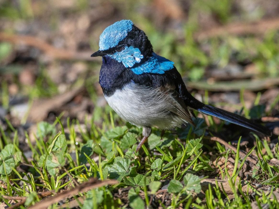 Woodland Bird