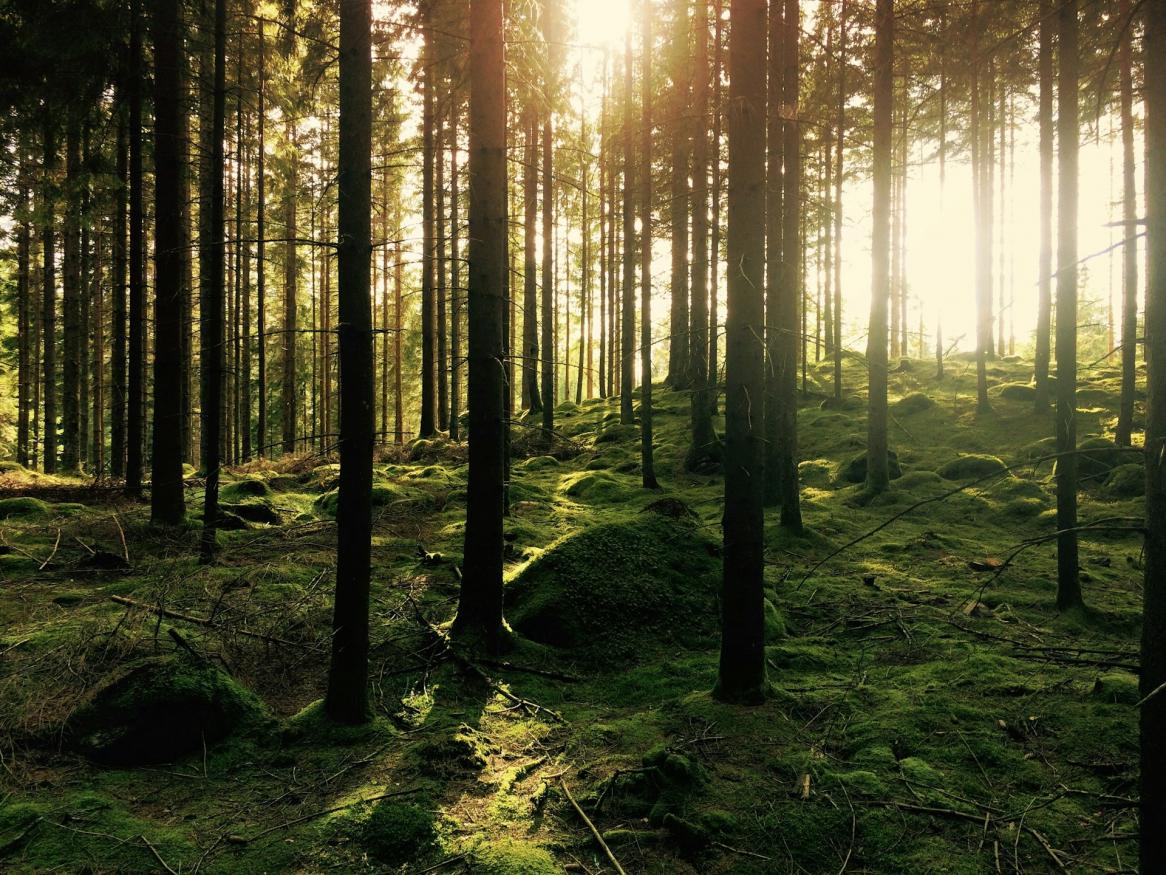 forest