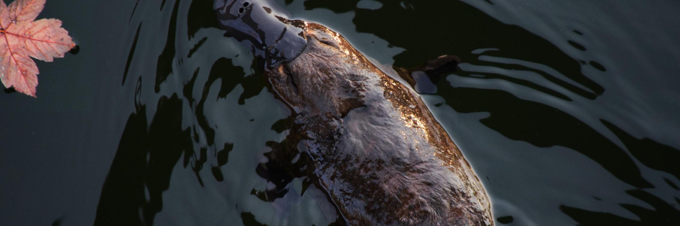 Image of a platypus swimming by Meg Jerrard