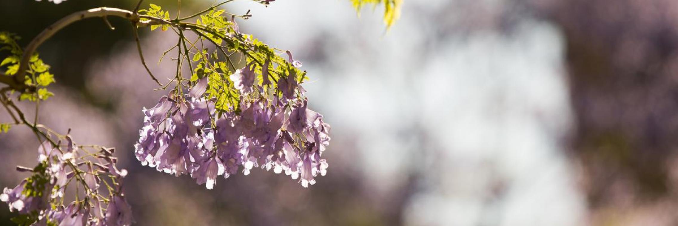 Jacaranda