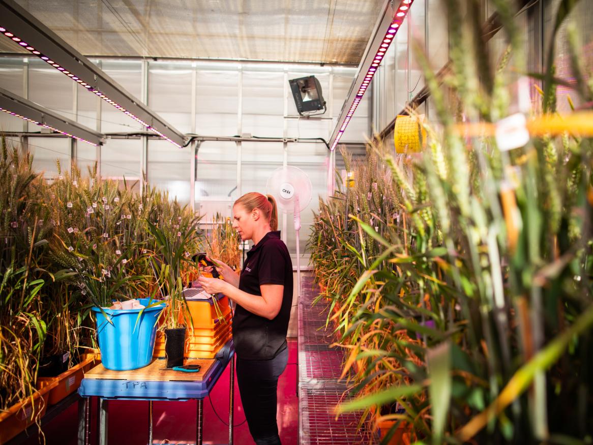 Waite campus. Plant accelerator. Greenhouse 20. Plant researchers collecting data.