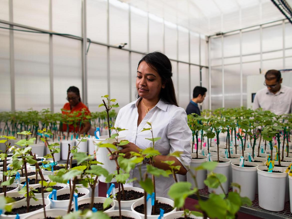 Four scientists inspect plants at Waite Campus.