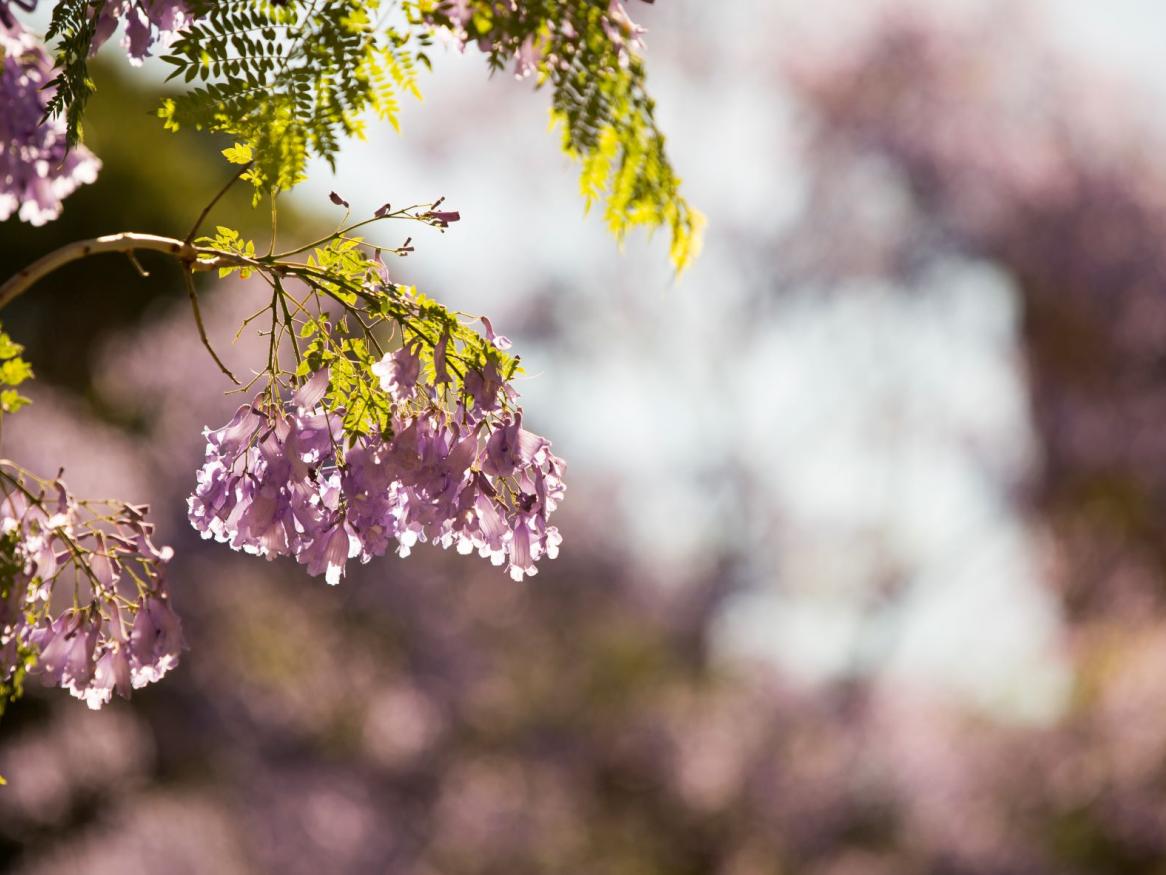 Jacaranda