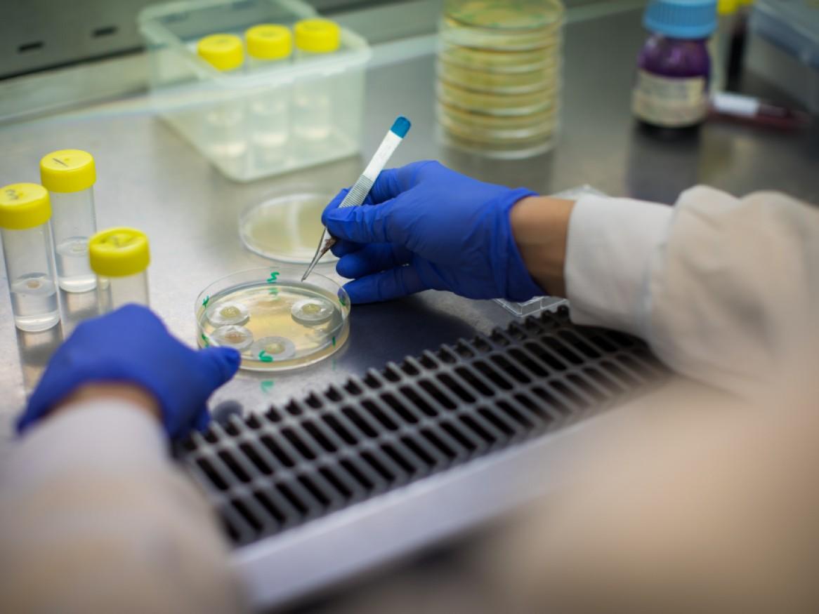 Close up of gloved hands and petri dish in a laboratory