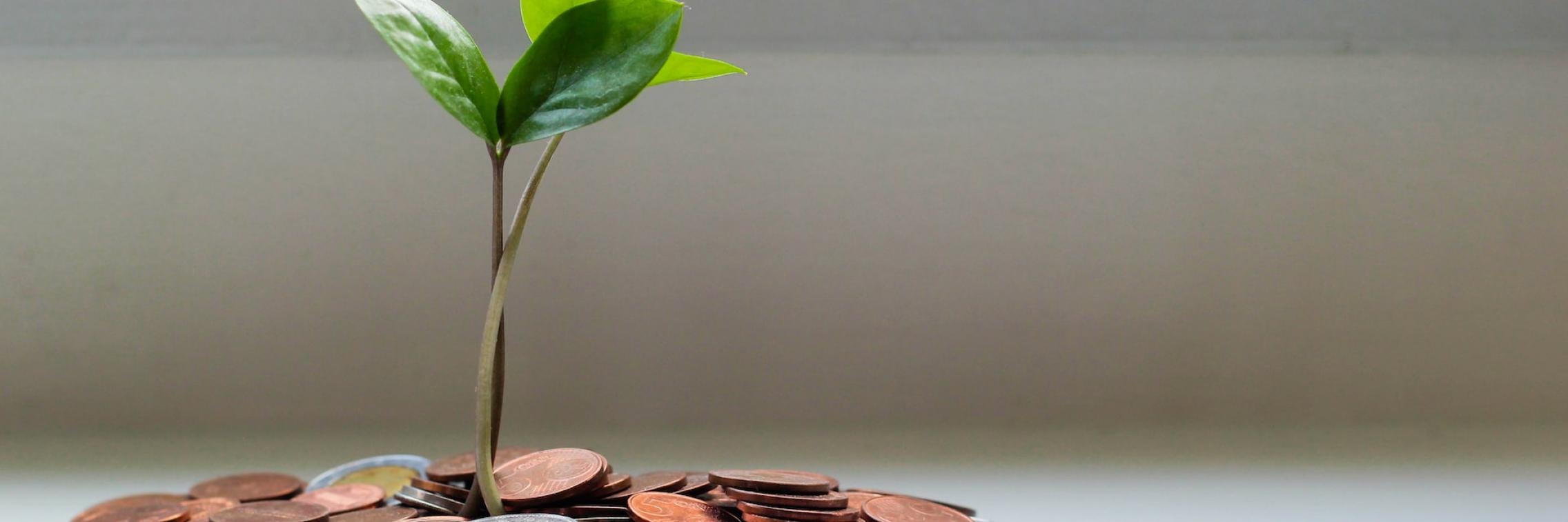 Pile of coins with a plant growing through