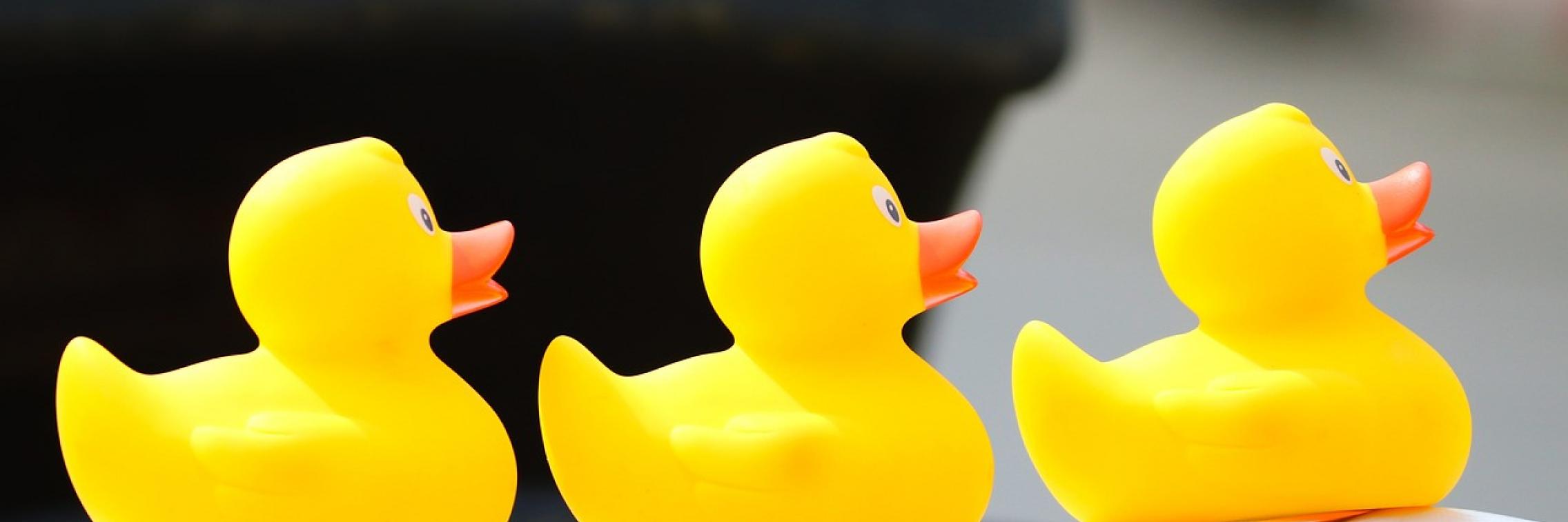 Three rubber ducks in a row