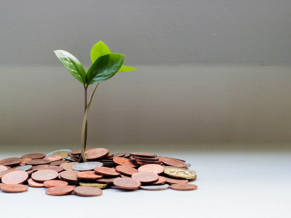 Pile of coins with a plant growing through