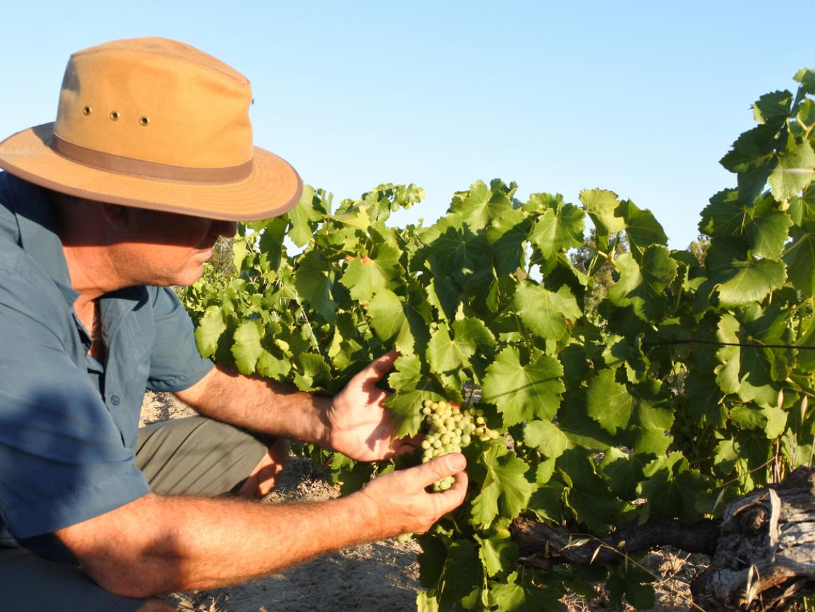 Australian farmer checking wine grapes corps growing in a vineyard