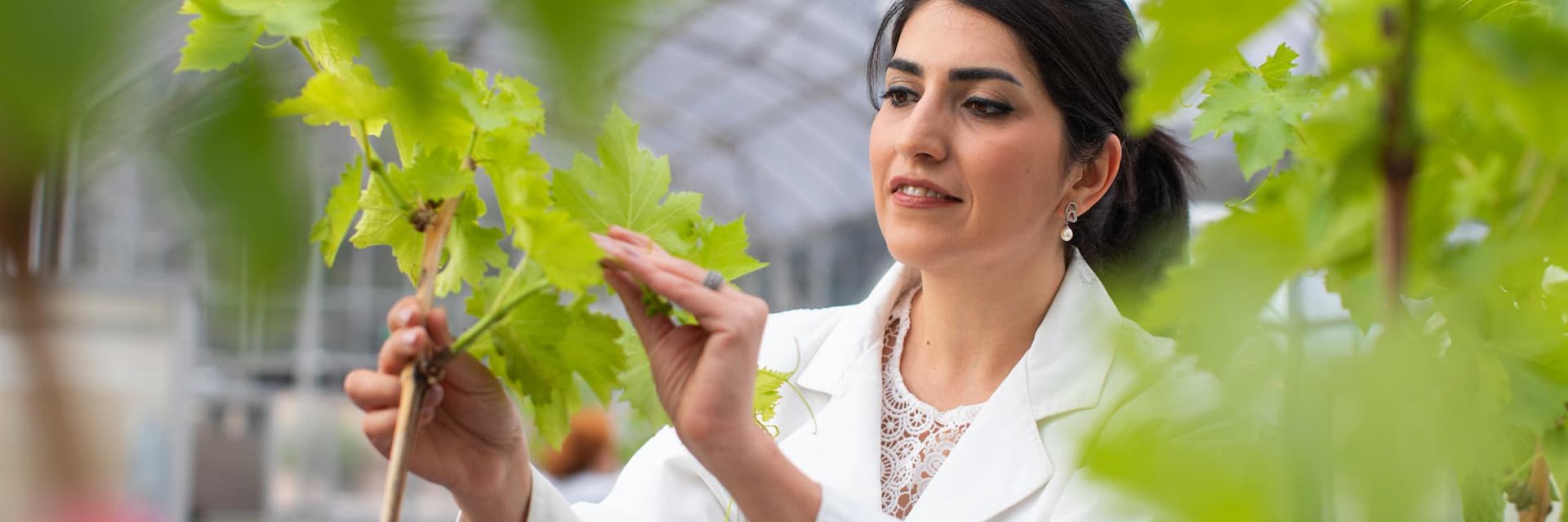 Researcher at the Waite Campus looking at leaves on a plant