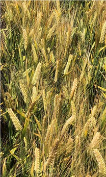 Field of barley