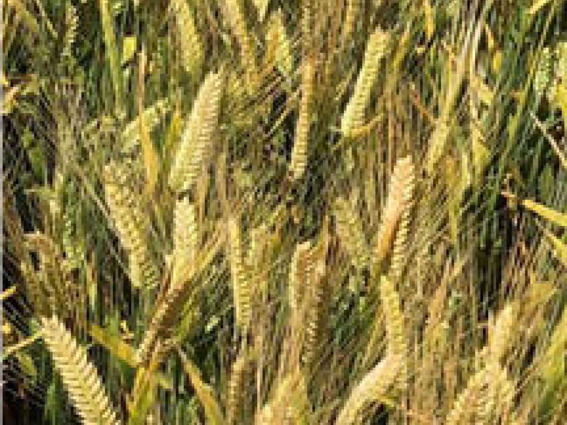 Field of barley