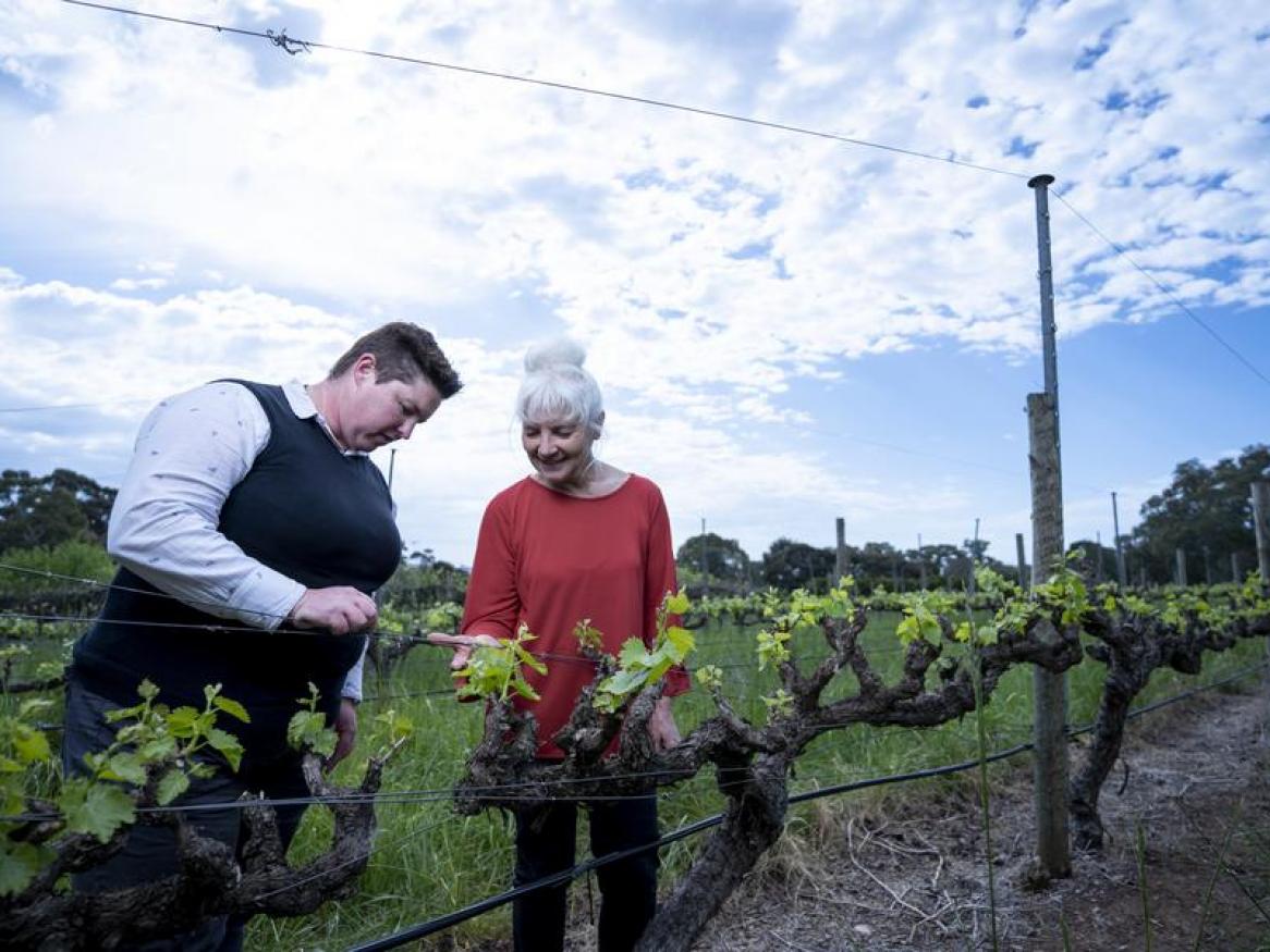 Wine research at Waite campus