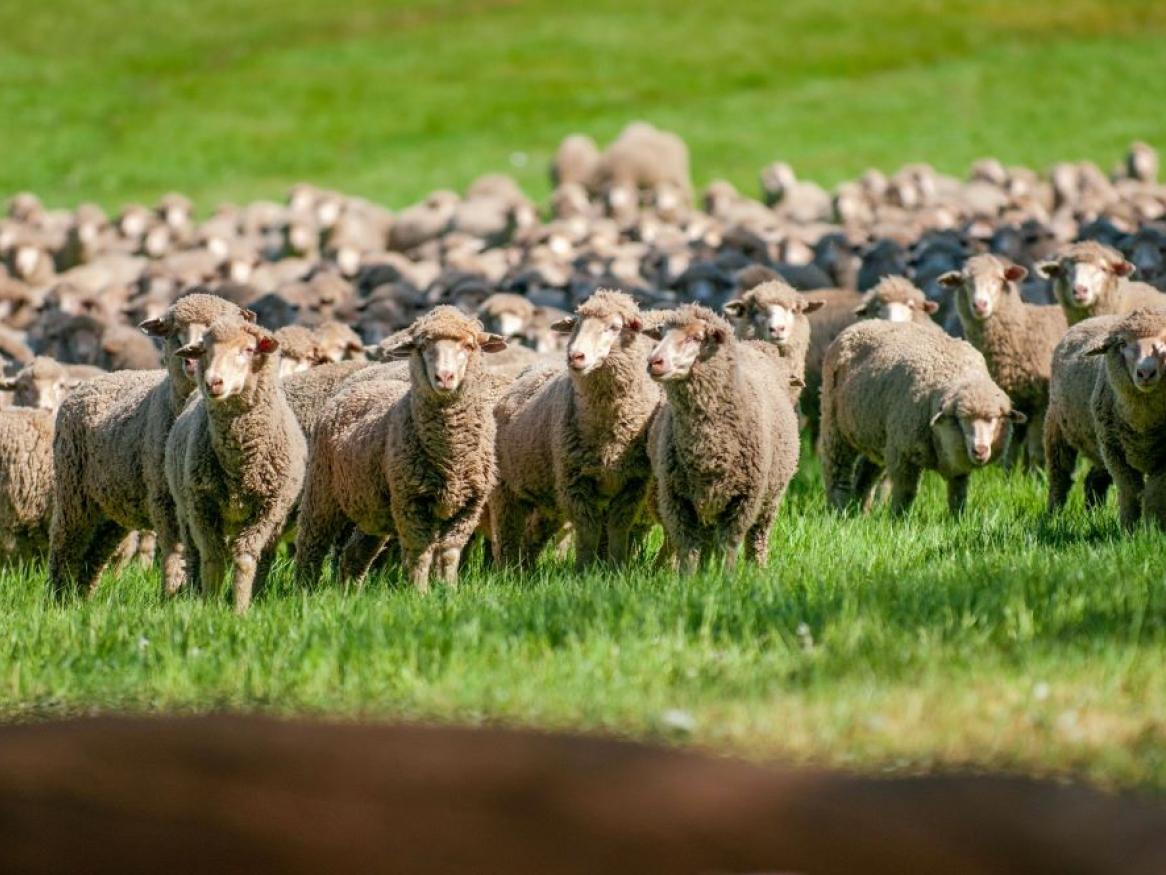 sheep in a paddock