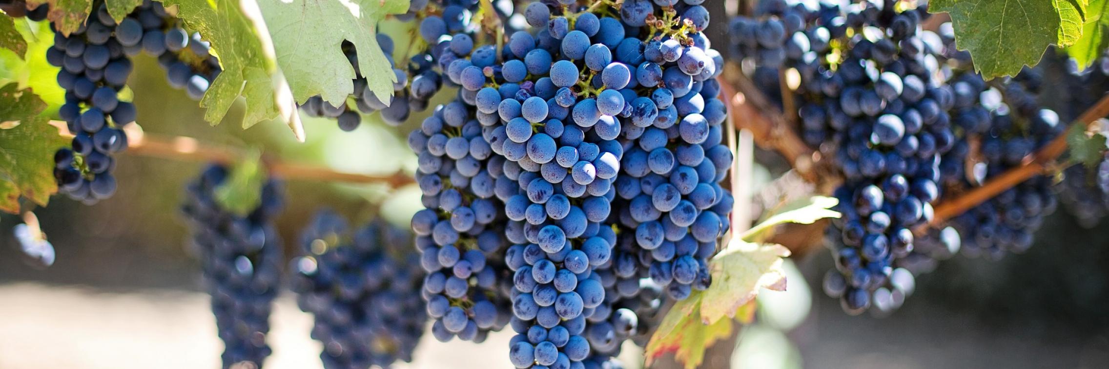 Image of purple grape bunches hanging from a green grapevine