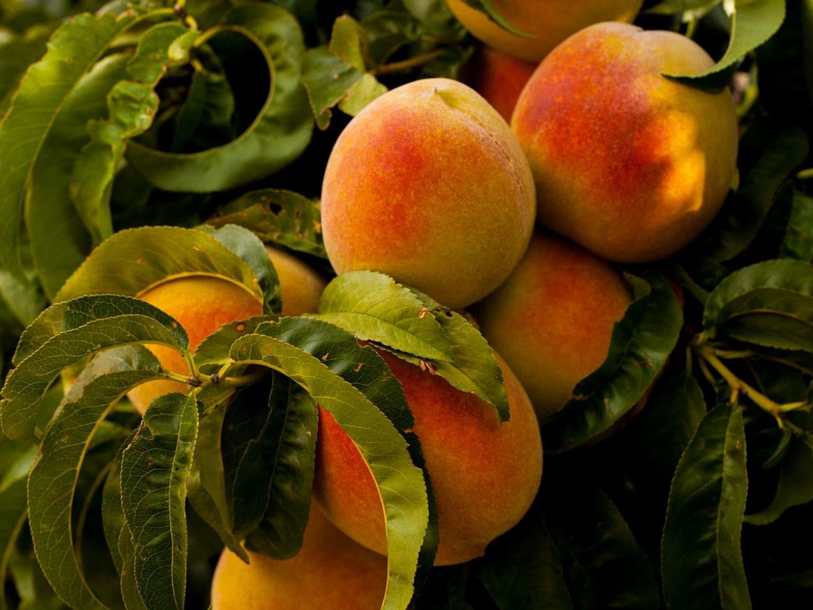 Photo og peaches