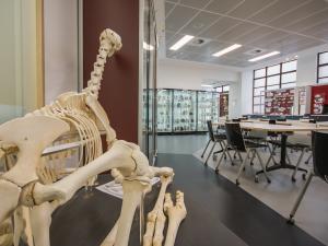 Photo of interior of museum with skeleton in foreground