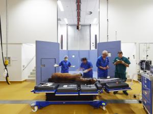 Photo of an equine operating area