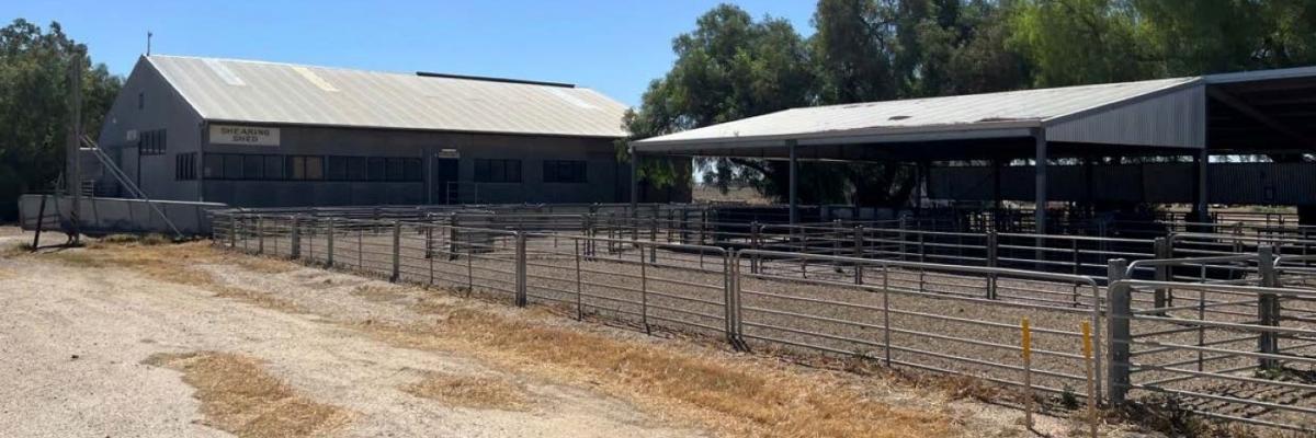 Sheep and cattle yard at the Roseworthy campus
