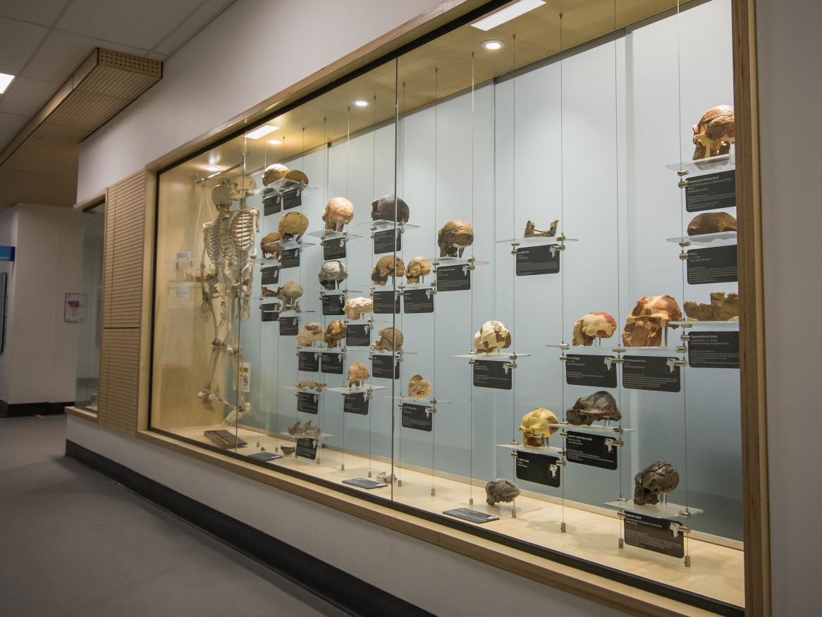 Photo of the outwards-facing museum display wall