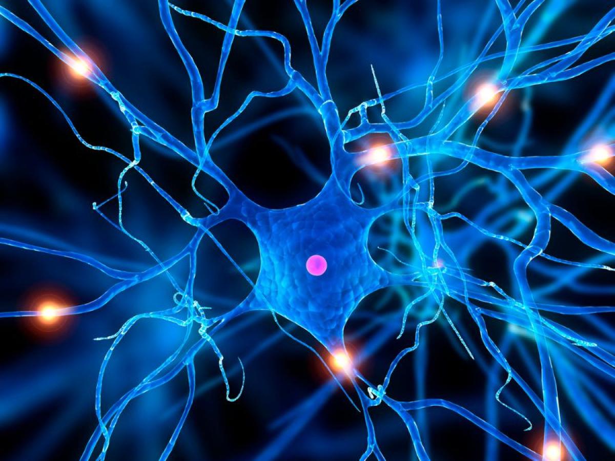 Neurons nerves