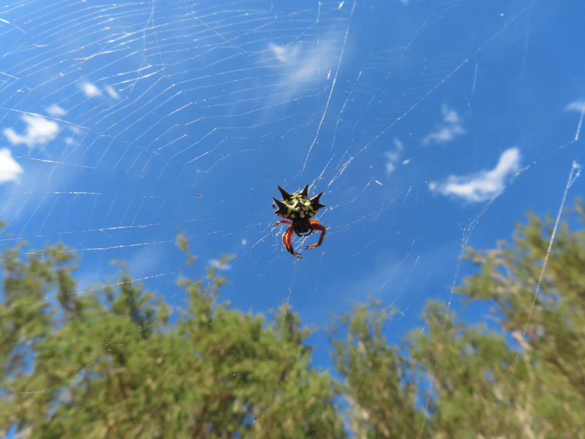 Kaitlin Turland 2025 AOC photocompwinner