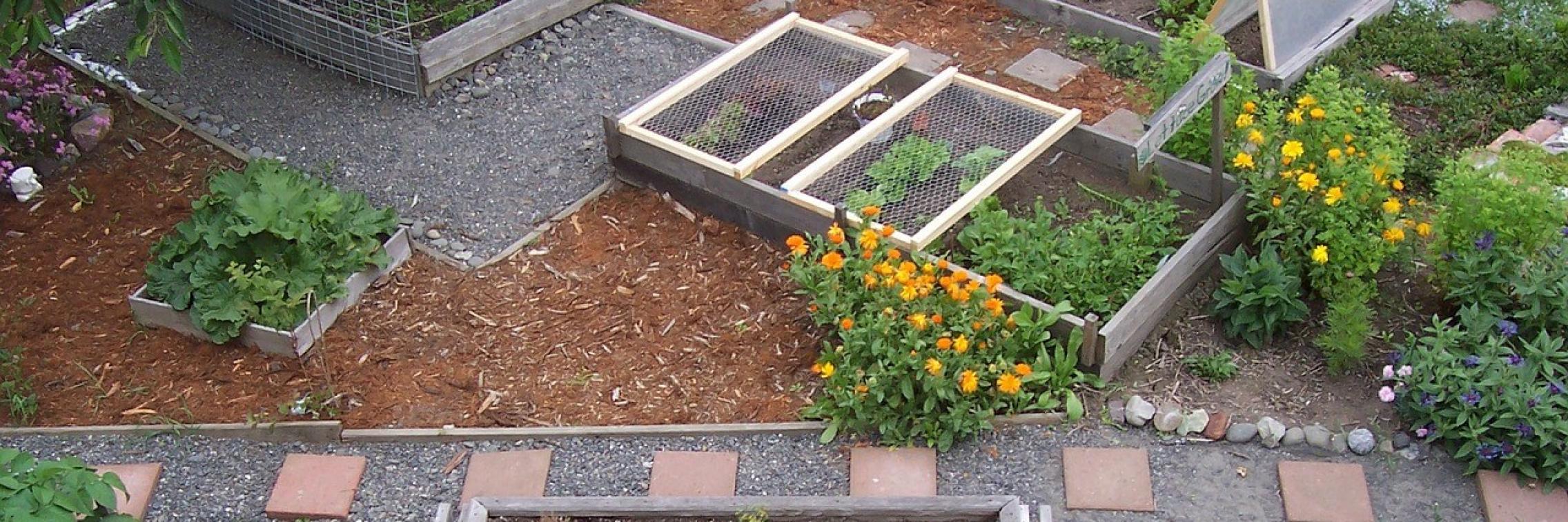 Vegetables garden