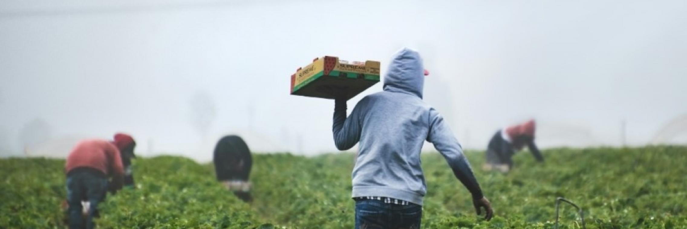 Farm workers
