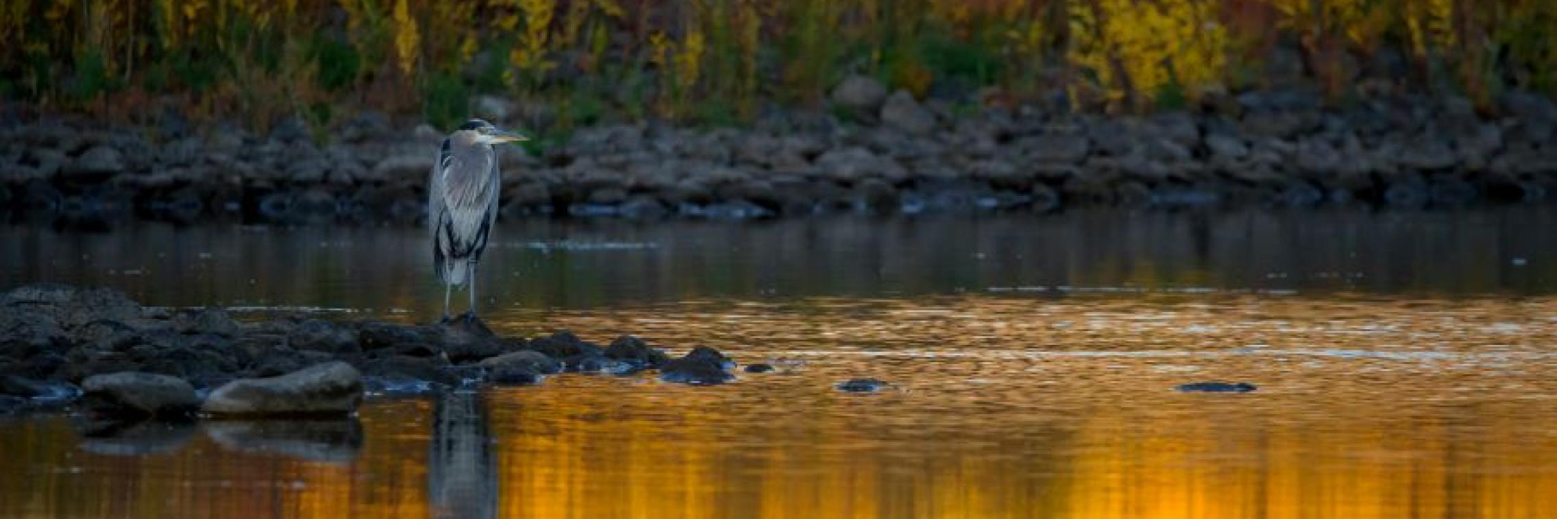 Blue Carbon Reports: Now Released!