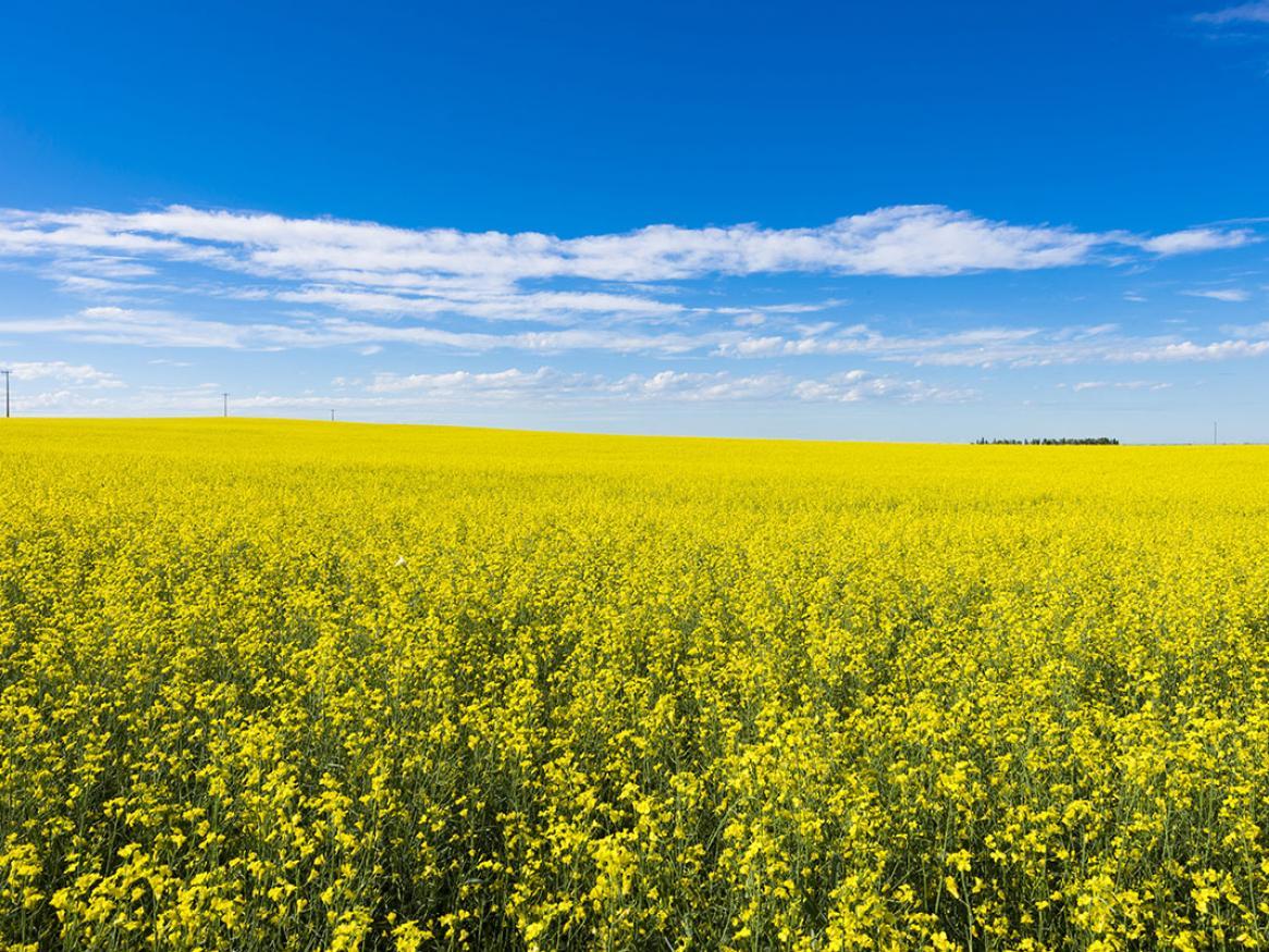 Canola field with blue sky and clouds