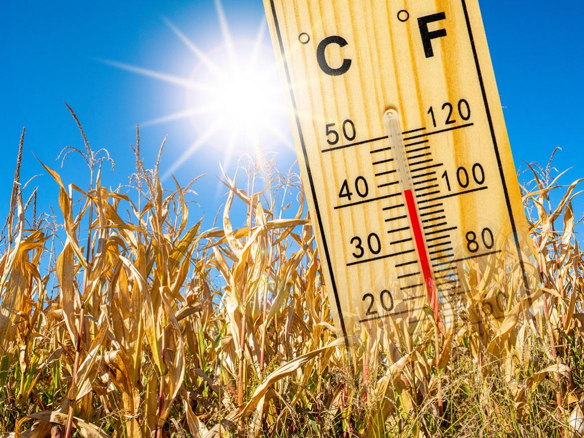 A thermometer in a field showing a reading of 40 degrees celsius