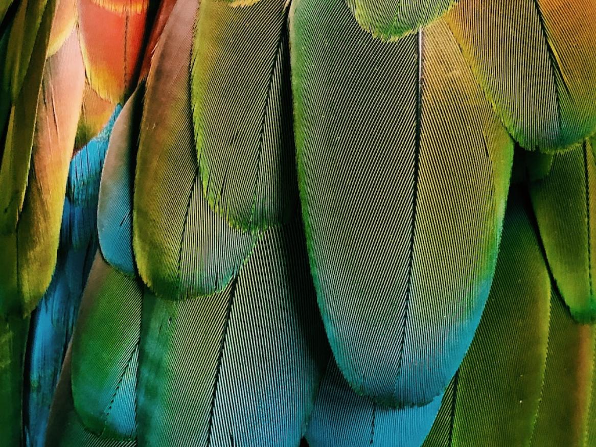multicoloured bird feathers