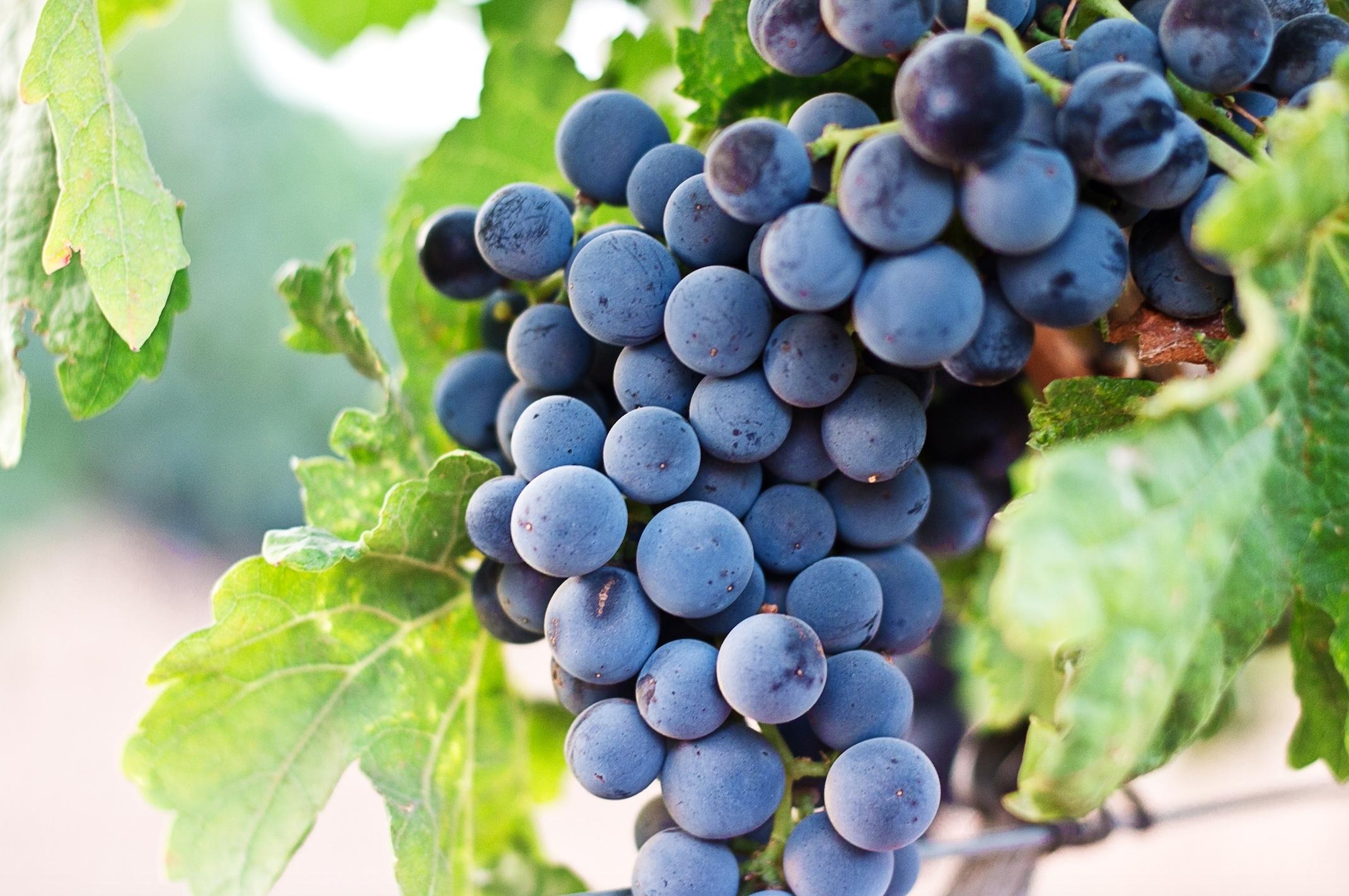 grapes