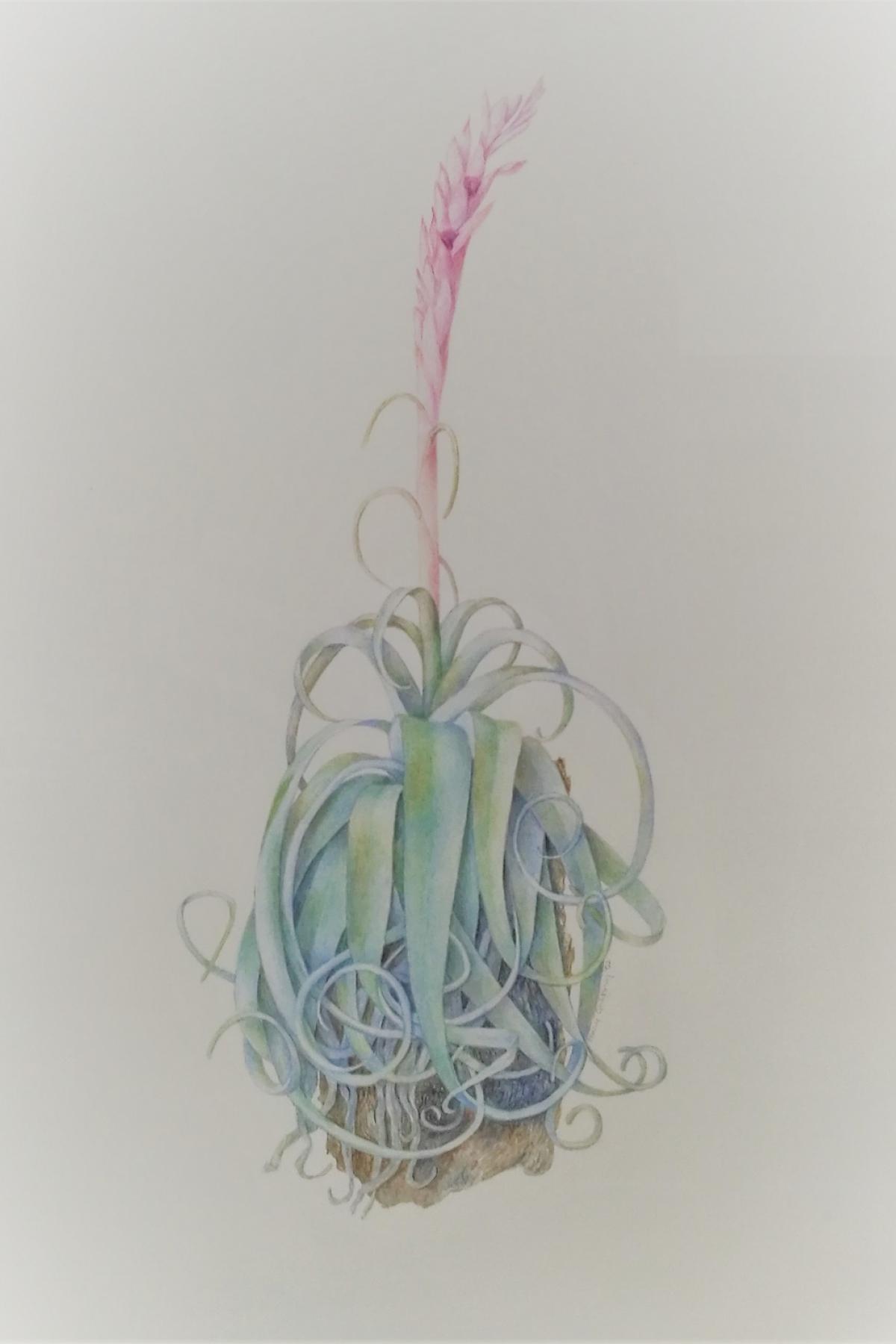 Bromeliad illustration