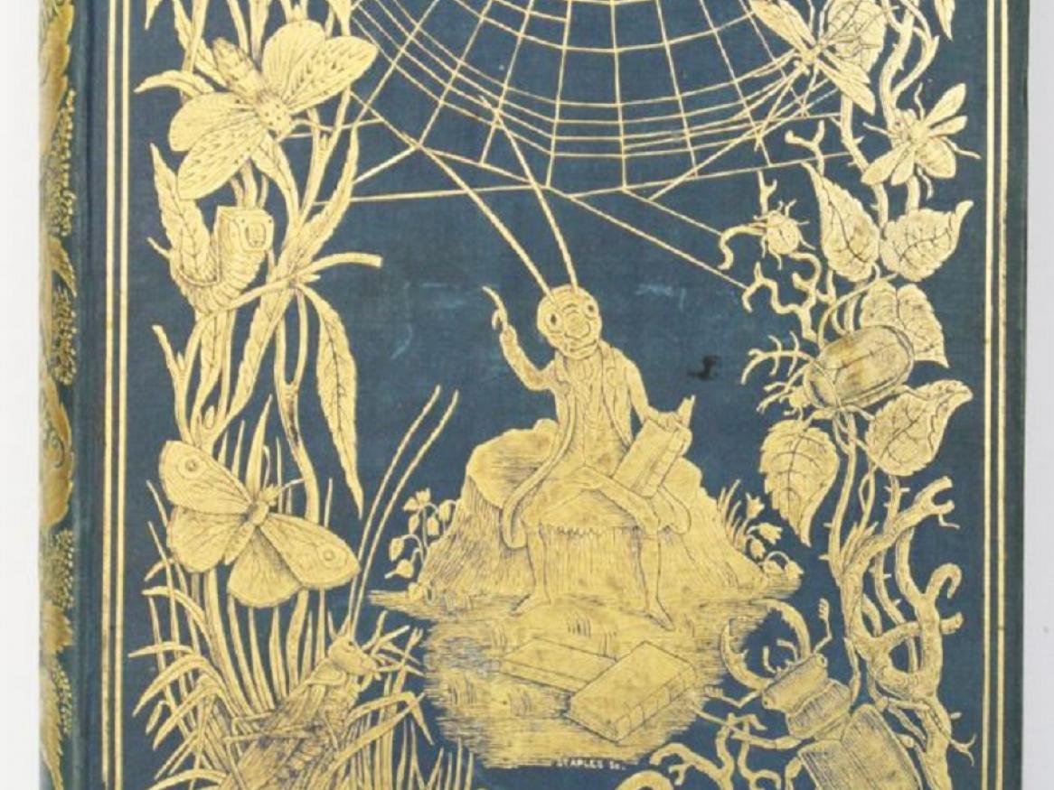 Insect Life book cover