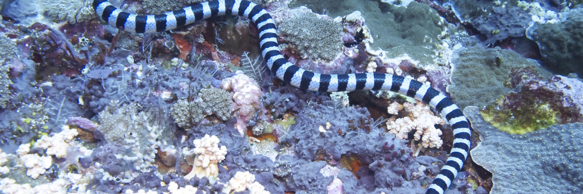 Photo of a sea snake swimming in the water