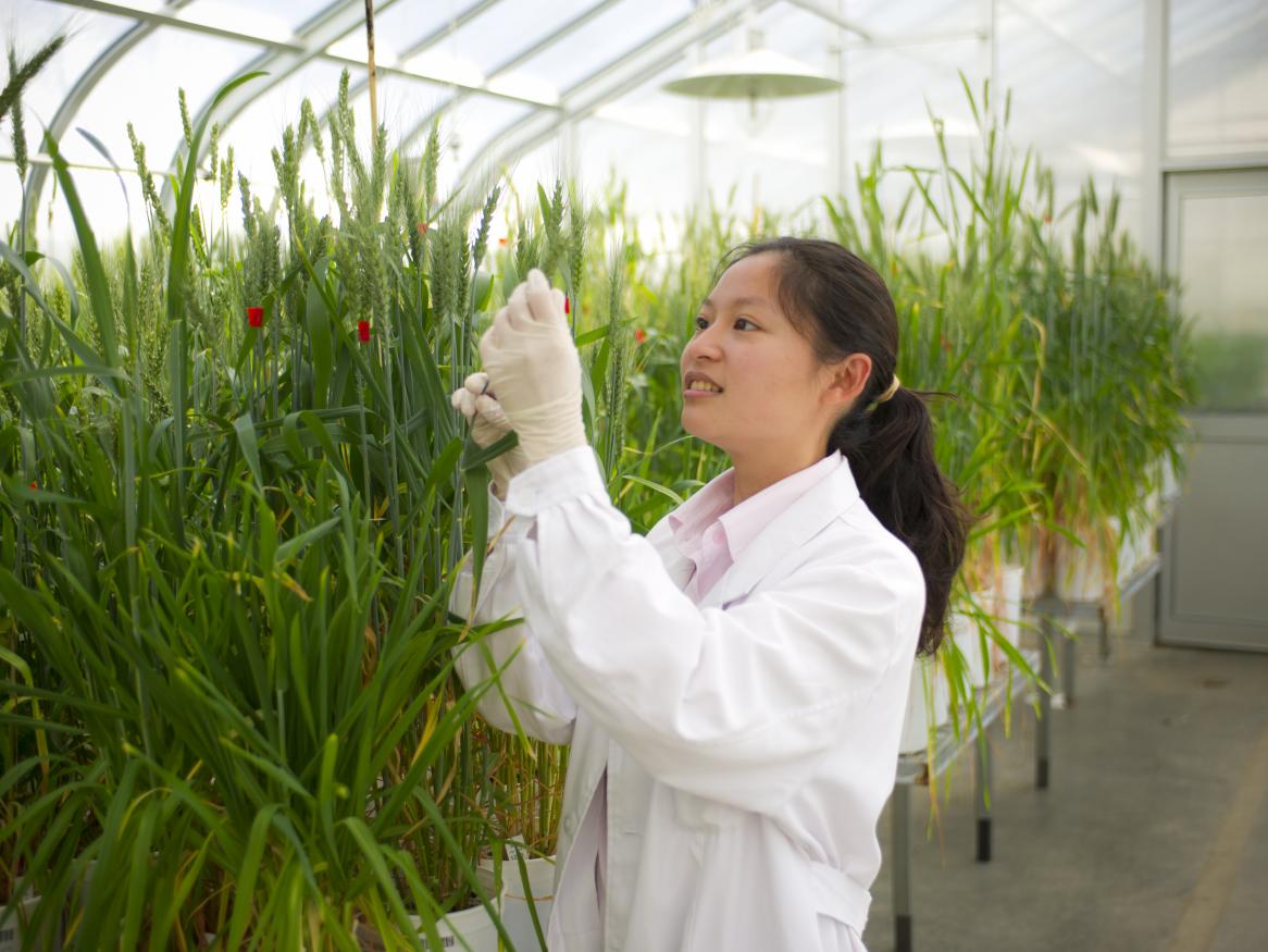 Researcher looking at crop