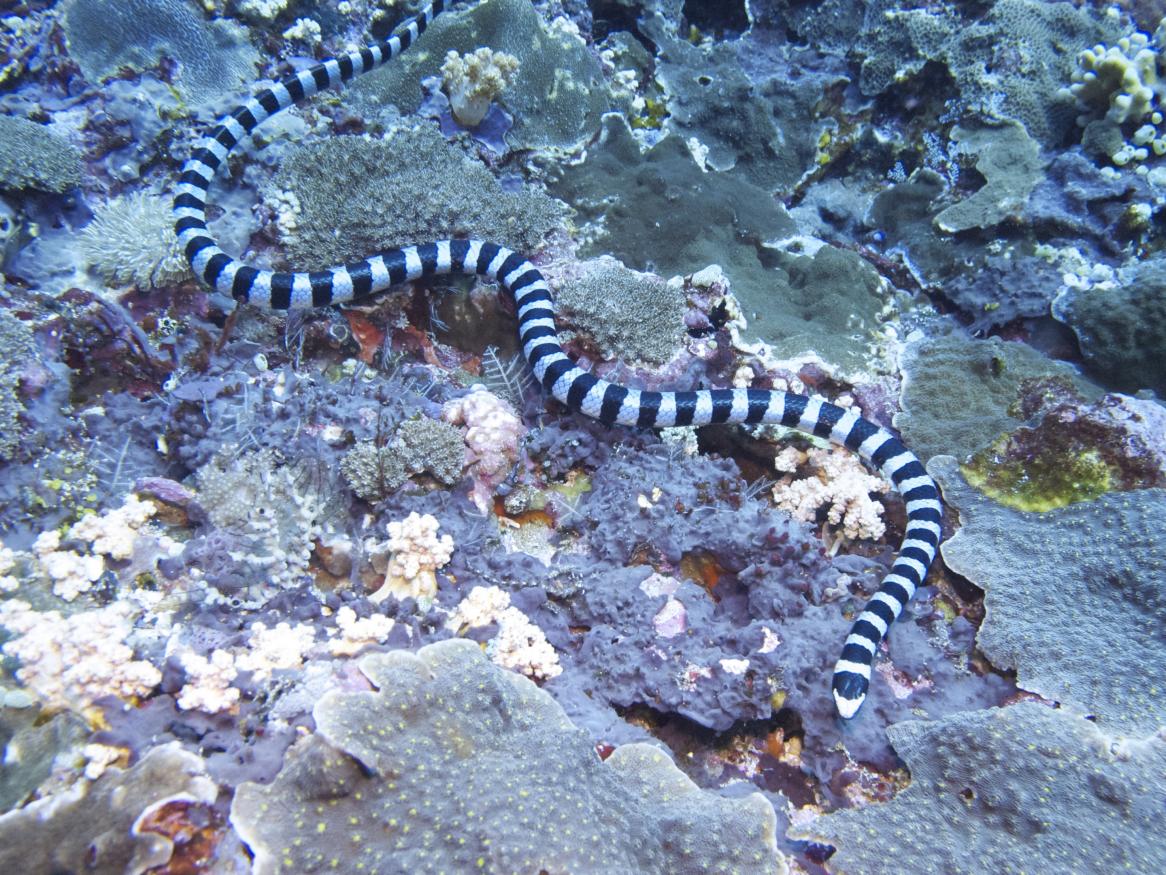 Photo of a sea snake swimming in the water