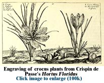 Plate from Crispin de Passe's "Hortus Floridus"
