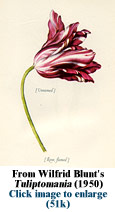 'Tuliptomania'