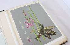 Orchid Paintings by Rosa Fiveash