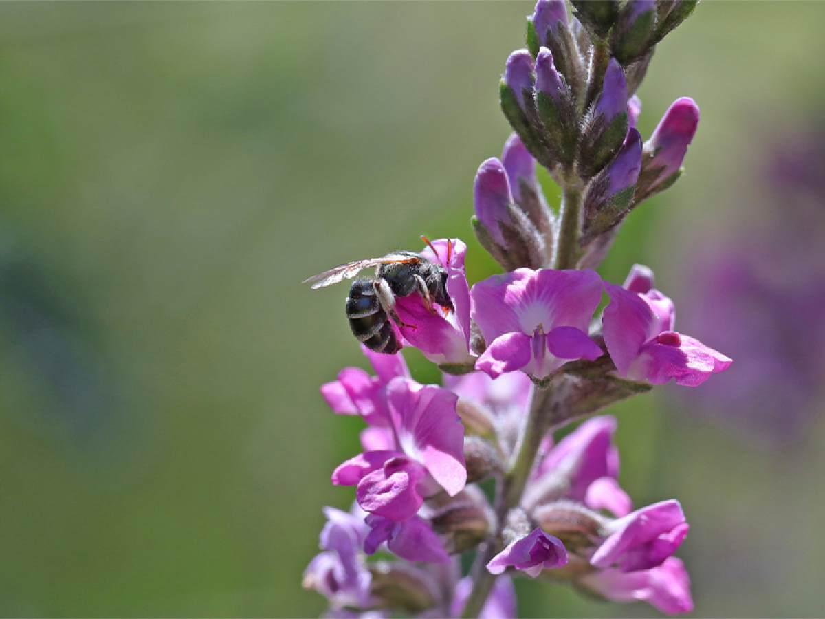 Native Bee Lipotriches sp. ElisabethWilliamson